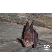 گونه خفاش نعل اسبی کوچک Lesser Horseshoe Bat